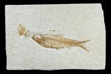 Detailed Fossil Fish (Knightia) - Wyoming #165867-1